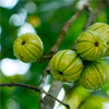 Garcinia Cambogia - DoubleSlim Ingredienti